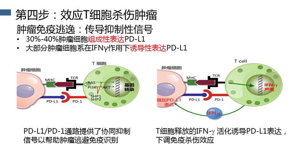 【连载】4从t细胞作用机制探讨肿瘤免疫治疗原理-肺癌免疫治疗的现状