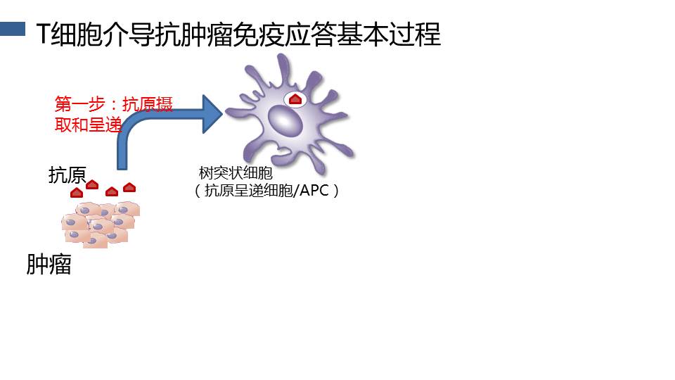 【连载】4从t细胞作用机制探讨肿瘤免疫治疗原理-肺癌免疫治疗的现状