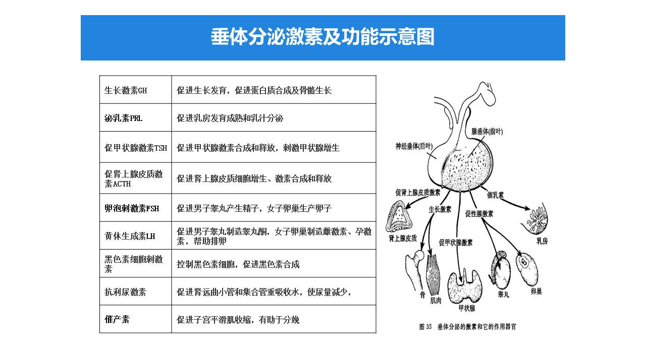 【连载】3腺垂体功能减退症和低钠血症-低钠血症的诊治