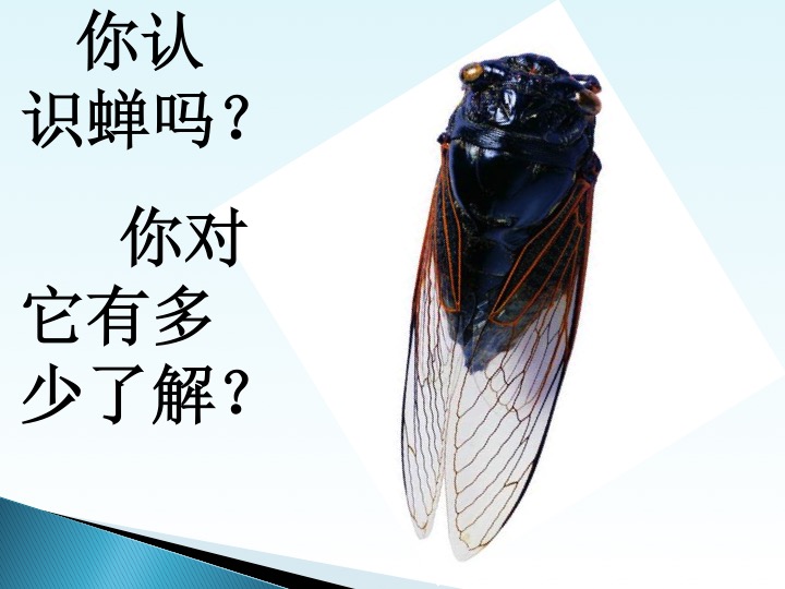 语文:人教版-初中7年级-蝉 教学设计 教案